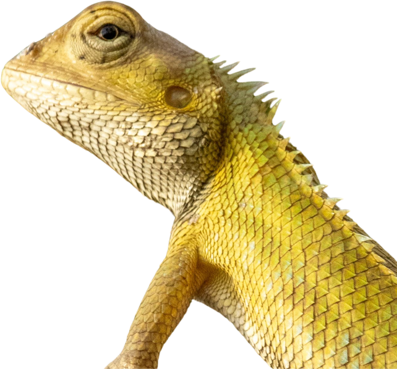 lizard-section